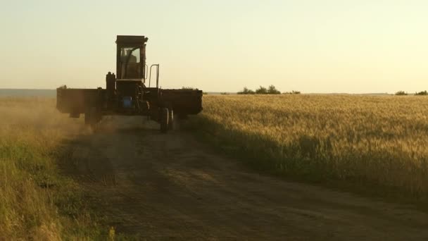 農家は仕事に古い組み合わせに乗る。コンバイン収穫機は、小麦を収穫する途中に行きます。古い道。小麦畑農業の概念。農業ビジネス. — ストック動画