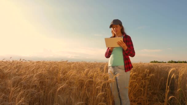 Rolnik kobieta pracuje z tabletem w polu pszenicy, planuje upraw ziarna. kobieta biznesu w dziedzinie planowania jej dochodów. koncepcji rolnictwa. Kobieta agronoma z tabletem studiuje uprawy pszenicy w polu. — Wideo stockowe