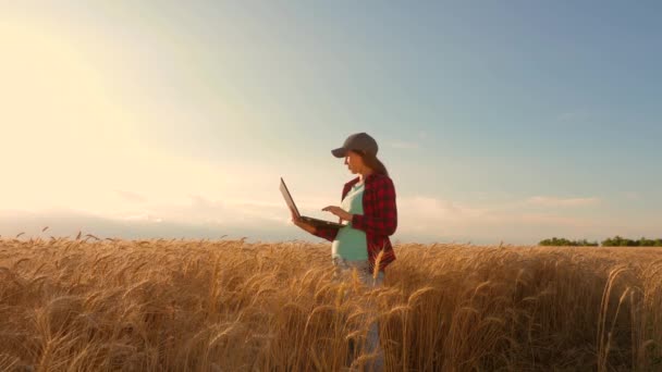 Une agricultrice travaille avec une tablette dans un champ de blé, planifie une culture céréalière. concept d'agriculture. Une agronome étudie les cultures de blé au champ. entrepreneur dans le domaine de la planification de ses revenus . — Video