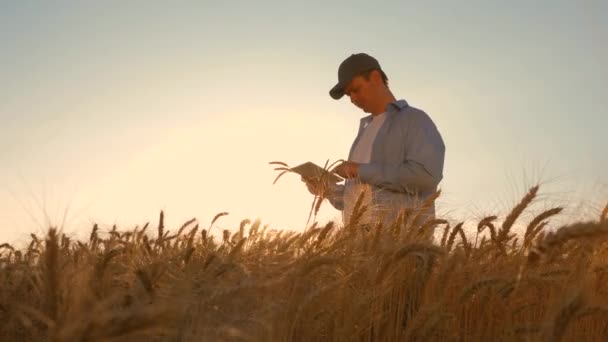 Boer man werken met Tablet in een tarwe veld, in de zonsondergang licht. zakenman studeert inkomen in de landbouw. een agronoom met een Tablet bestudeert het graangewas in het veld. landbouw concept. — Stockvideo