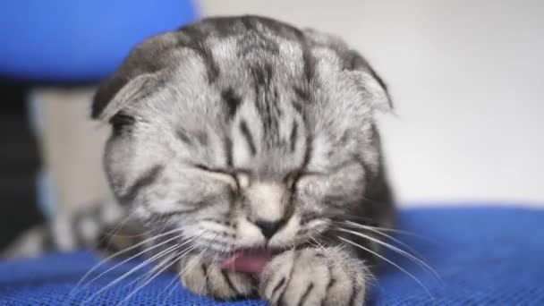 La gata escocesa británica se lava la lengua. Gato feliz lava, lame su pata. El gato está mintiendo. hermoso gato tabby. mascota está descansando en la habitación . — Vídeos de Stock