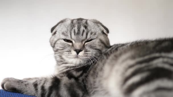 행복한 고양이가 거짓말을하고 카메라 렌즈를 들여다 봅니다. 클로즈업할 수 있습니다. 아름다운 영국 스코틀랜드 접이식 고양이입니다. 애완 동물은 방에 달려 있습니다. 아름다운 태비 고양이. — 비디오