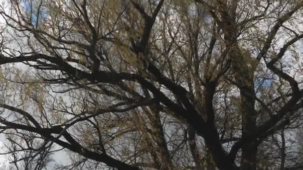Beau saule au feuillage jauni sur fond de ciel bleu automnal avec nuages. Promenade dans la forêt d'automne - vue sur les cimes des arbres à feuilles caduques. UltraHD 4k séquences — Video