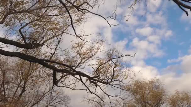 Hermoso sauce con follaje amarillento sobre un fondo de cielo azul otoñal con nubes. En cámara lenta. parque en el otoño . — Vídeo de stock