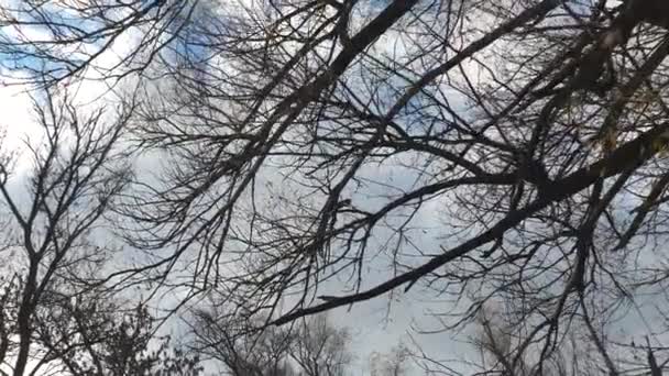 Willow Tree met vliegende loof tegen de achtergrond van een herfst blauwe hemel. Wandelend door het herfst bos-uitzicht op de toppen van loofbomen. UltraHD 4k-beeldmateriaal — Stockvideo