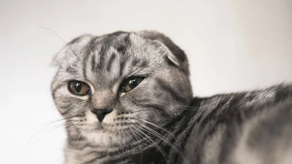 happy cat lies and looks into the camera lens. close-up. beautiful british scottish fold cat. pet rests in the room. beautiful tabby cat.