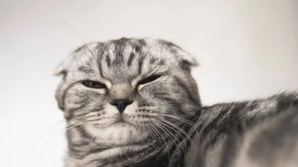 Szczęśliwy kot kłamstwa i patrzy w obiektyw aparatu. Zbliżenie. piękny brytyjski szkocki krotnie kot. zwierzaka spoczywa w pokoju. piękne Tabby kot. — Zdjęcie stockowe