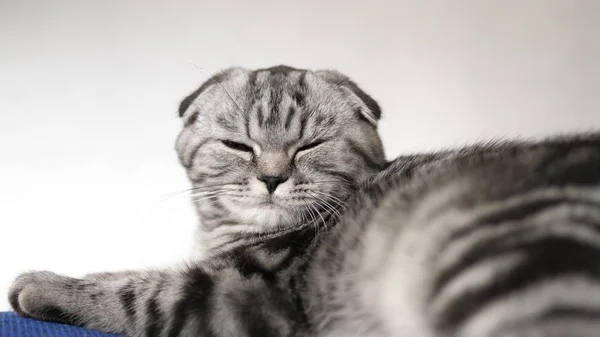 happy cat lies and looks into the camera lens. close-up. beautiful british scottish fold cat. pet rests in the room. beautiful tabby cat.