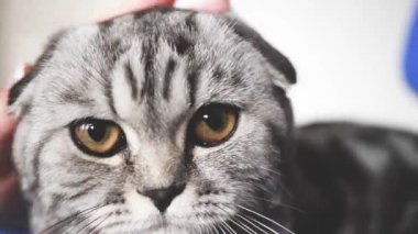 proprietress kedilergeri vuruş. mutlu kedi yalan ve kamera lensi içine bakar. Close. güzel İngiliz İskoç kat kedi. evcil hayvan odada dinlenir. güzel tekir kedi.