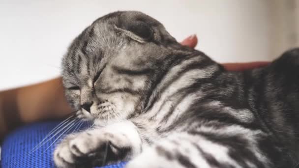 Власник інсультів кішки назад. щасливий кіт лежить і дивиться в об'єктив камери. Закри. красива Британська Шотландська висловуха кішка. у номері є домашня тварина. красива таббі кішка. — стокове відео