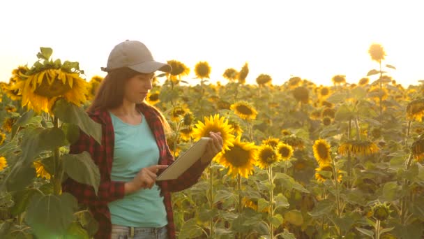 Bonde kvinna som arbetar med tablett i solros fältet inspekterar blommande solrosor. kvinnliga agronom studerar blomning av en solros. affärskvinna i fält som planerar sin inkomst. jordbruks koncept — Stockvideo