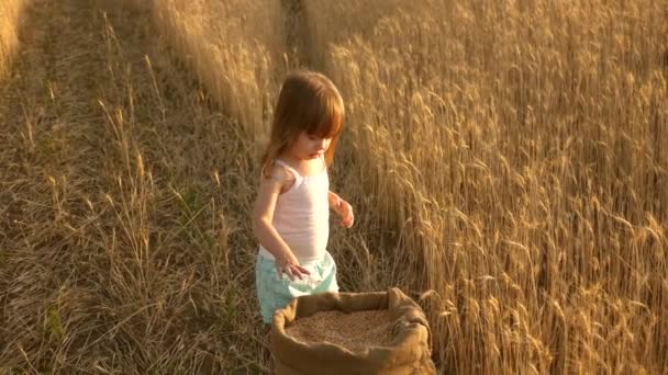 Niño con trigo en la mano. bebé sostiene el grano en la palma. El pequeño hijo, la hija de los granjeros, está jugando en el campo. Un niño pequeño está jugando al grano en un saco en un campo de trigo. concepto de agricultura . — Vídeos de Stock