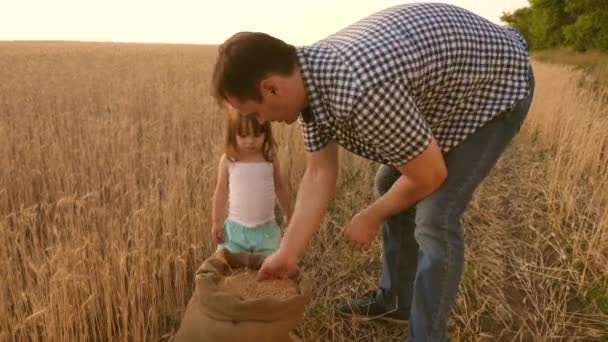 Dad is an agronomist and small child is playing with grain in a bag on wheat field. father farmer plays with little son, daughter in field. grain of wheat in hands of a child. Agriculture concept. — Stock Video