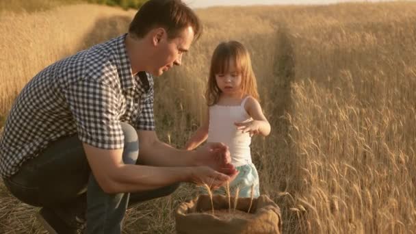 Apja mezőgazdasági termelő játszik kisfiú, lánya a területen. Szemes búza a gyermek kezében. Apa egy agronómus és a kis gyermek játszik a gabona zsákban a búza területén. Mezőgazdaság-koncepció. — Stock videók