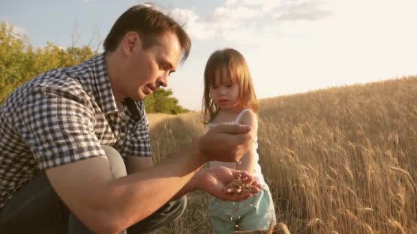 Papà è un agronomo e il bambino piccolo sta giocando con il grano in un sacchetto sul campo di grano. padre contadino gioca con il figlio piccolo, figlia in campo. chicco di grano nelle mani di un bambino. Concetto agricolo . — Video Stock