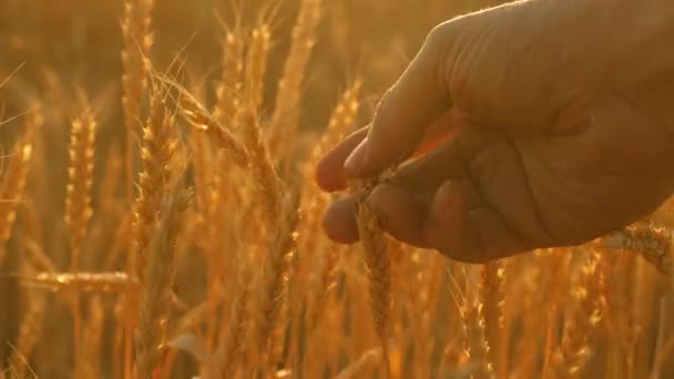Bonde på vetefält vid solnedgången. jordbruks koncept. jordbruksverksamhet. griculturist inspekterar området för mogna vete. jordbrukare handen vidrör örat på vete vid solnedgången. — Stockvideo