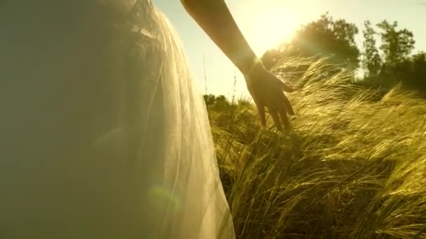 La mano se cierra al atardecer. Orejas en los rayos del atardecer. La chica toca el trigo. Primer plano . — Vídeos de Stock