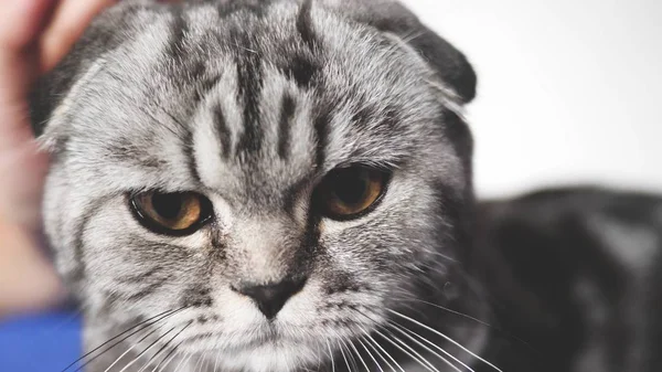 proprietress strokes the cats back. happy cat lies and looks into the camera lens. close-up. beautiful british scottish fold cat. pet rests in the room. beautiful tabby cat.