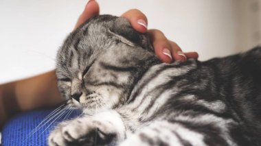 sahibi kedileri okşar. mutlu kedi yalan ve kamera lensi içine bakar. Close. güzel İngiliz İskoç kat kedi. evcil hayvan odada dinlenir. güzel tekir kedi.