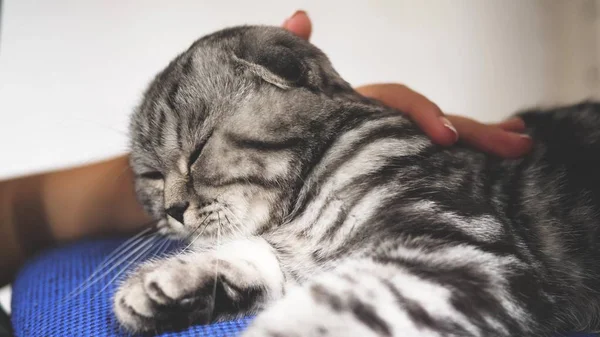 飼い主は猫をストロークバックします。幸せな猫は嘘をつき、カメラのレンズを見ます。クローズ アップ。美しい英国のスコットランドの折り畳み猫。ペットは部屋で休む。美しいタビー猫. — ストック写真