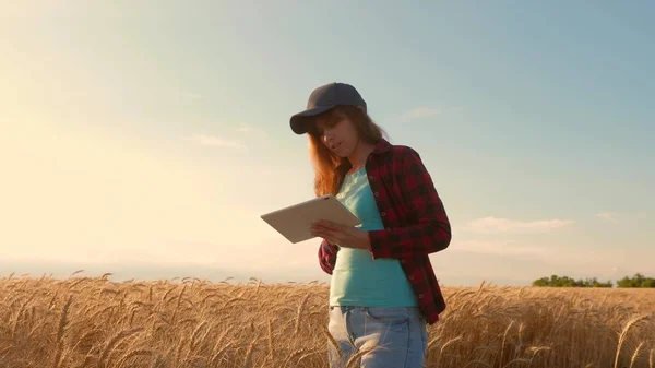 Mulher agrônomo com um tablet estuda a cultura do trigo no campo. empresário no campo do planejamento de sua renda. A menina agricultora trabalha com um tablet em um campo de trigo, planeja uma colheita de grãos. conceito de agricultura — Fotografia de Stock