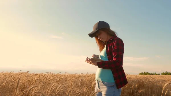 Agronomo donna con una compressa studia il raccolto di grano in campo. imprenditore nel campo della pianificazione del suo reddito. La contadina lavora con una tavoletta in un campo di grano, pianifica un raccolto di grano. concetto di agricoltura — Foto Stock