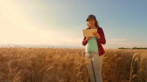 農家の女性は、小麦畑でタブレットで作業し、穀物作物を計画します。彼女の収入を計画する分野のビジネスウーマン。農業の概念。タブレットを持つ女性のアグロノミストは、畑で小麦作物を研究. — ストック写真