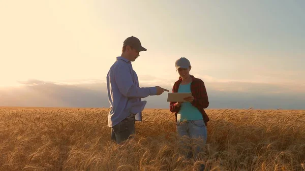 Çiftçiler erkek ve kadın buğday alanında bir tablet ile çalışan, gün batımı ışığında. işadamları tarımda gelir çalışmaları. tablet ile agronomists alanında buğday mahsulü çalışma. tarım kavramı.