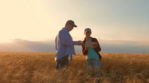 Çiftçiler erkek ve kadın buğday alanında bir tablet ile çalışan, gün batımı ışığında. işadamları tarımda gelir çalışmaları. tablet ile agronomists alanında buğday mahsulü çalışma. tarım kavramı.