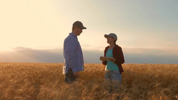 Çiftçiler erkek ve kadın buğday alanında bir tablet ile çalışan, gün batımı ışığında. işadamları tarımda gelir çalışmaları. tablet ile agronomists alanında buğday mahsulü çalışma. tarım kavramı.