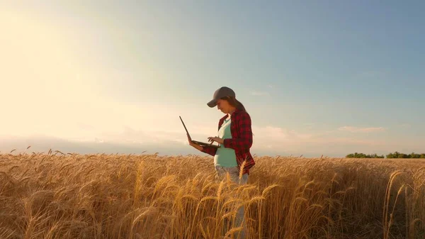 A menina agricultora trabalha com um tablet em um campo de trigo, planeja uma colheita de grãos. conceito de agricultura. Mulher agrônomo estuda cultura de trigo no campo. empresário no campo do planejamento de sua renda . — Fotografia de Stock