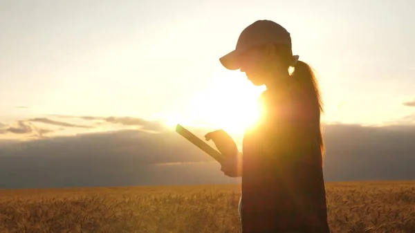 Женщина-фермер работает с планшетом на пшеничном поле, в лучах заката. деловая женщина в области планирования своего дохода. Женщина-агроном с плантацией изучает урожай пшеницы в поле. сельскохозяйственная концепция. — стоковое фото