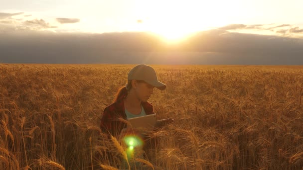 農家の女性は、夕日の光の中で、小麦畑でタブレットで作業しています。ビジネスウーマンは小麦畑で利益を計画している。錠剤を持つ女性のアグロノミストは、畑で小麦作物を研究します。農業の概念. — ストック動画