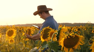 İşadamı tablet ile ayçiçeği ile kendi alanında inceliyor. çiftçi bir çiçekli alanına yürüyor. Ziraat Mühendisi adam osamatrivaet çiçek ve ayçiçeği tohumu.