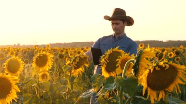 tablet ile çiftçi ayçiçeği çiçeklenme denetler. Bir ziraatadamı elinde bir tabletle ayçiçeği tarlasında yürüyor. işadamı kendi alanını inceliyor.