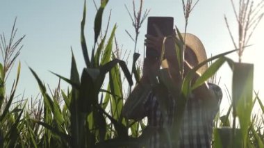 tarımda çalışan işadamı. tarlada çalışan bir çiftçi tarım uzmanı, olgunlaşan mısır koçanlarını inceler. Tableti olan işadamı mısır koçanlarını kontrol ediyor. Tarımsal iş kavramı.