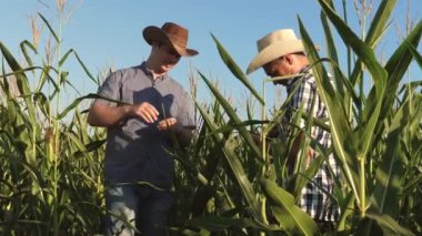 çiftçi ve tarlada çalışan bir tarım uzmanı olgunlaşan mısır koçanlarını inceler. tablet ile iki Işadamı mısır koçanlarının olgunlaşma kontrol eder. tarımsal iş kavramı. Tarımda iş adamı olarak çalışıyorum.
