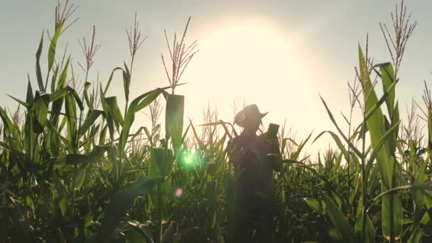 Boer werkt op een gebied van maïs. Zakenman met Tablet controleert Cornfield. begrip landbouwbedrijf. agronomistische man inspecteert een bloeiende veld en maïs Cobs. jobzakenman in de landbouw. — Stockvideo