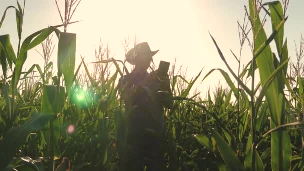 Businessman with tablet checks the cornfield. concept of agricultural business. agronomist man inspects a flowering field and corn cobs. job businessman in agriculture. — Stock Video