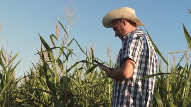 Geschäftsmann mit Tablet kontrolliert die Maiskolben. Der Landwirt und Agronom, der auf dem Feld arbeitet, inspiziert die reifen Maiskolben. das Konzept des landwirtschaftlichen Betriebs. Arbeit als Unternehmer in der Landwirtschaft. — Stockvideo