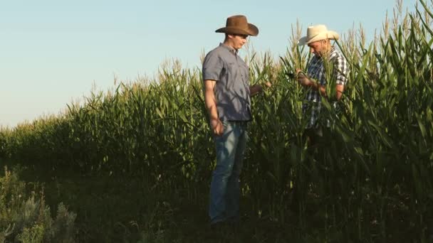 A gazdálkodó, egy agronómus, megy a mező mentén, ellenőrzi az érlelő kukorica csövek. Üzletemberek egy tabletta ellenőrzik a kukorica csövek. a mezőgazdasági tevékenység fogalma. üzletember dolgozik a mezőgazdaságban. — Stock videók