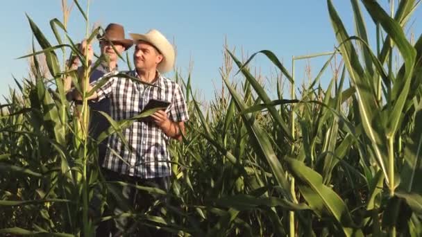 A farmer and an agronomist inspect a flowering field and corn cobs. The concept of agricultural business. Businessman with tablet checks the corn cobs. Work as a businessman in agriculture. — Stock Video