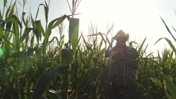 一位农民，一个在田里工作的农艺师，检查成熟的玉米棒。一个来自平板电脑的商人检查玉米棒。农业商业的概念。从事农业的商人. — 图库视频影像