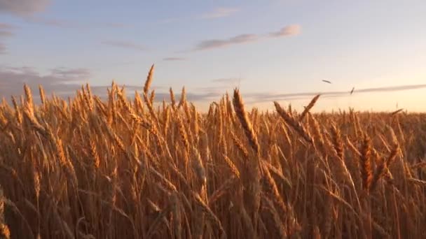 Campo de trigo amadurecendo contra o céu azul. Espiguetas de trigo com grão agita o vento. colheita de grãos amadurece no verão. conceito de negócio agrícola. trigo amigo do ambiente — Vídeo de Stock