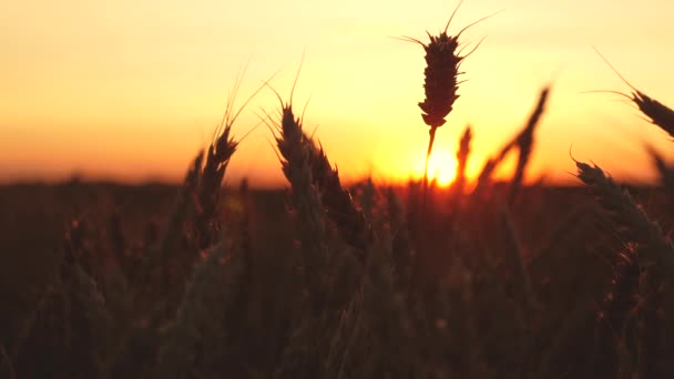 带谷粒的小麦穗刮起了风。成熟的小麦对蓝天的领域。谷物收获在夏天成熟。农业经营理念。环保型小麦 — 图库视频影像