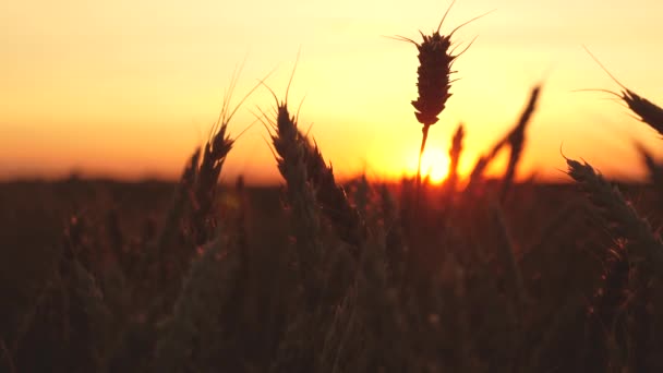 Spikelets di grano con grano scuote il vento. campo di maturazione del grano contro il cielo blu. la raccolta del grano matura in estate. concetto di impresa agricola. frumento ecologico — Video Stock