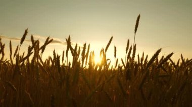 Yaz aylarında tahıl hasat olgunlaştırır. mavi gökyüzüne karşı olgunlaşma buğday alanı. Tahıl ile buğday spikelets rüzgar sallar. Tarımsal iş konsepti. çevre dostu buğday