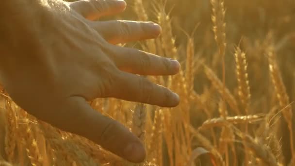 Agricultor en el campo de trigo al atardecer. concepto de agricultura. negocio agrícola. gricultor inspecciona campo de trigo maduro. mano de los agricultores toca la espiga de trigo al atardecer . — Vídeo de stock