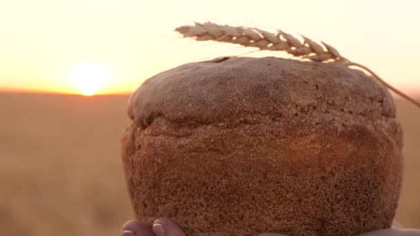 Pão com espiga de trigo, em mãos de menina sobre campo de trigo ao pôr-do-sol. close-up. O pão delicioso em mãos transporta a bela mulher jovem em um campo de trigo. pão saboroso em palmas de mão . — Vídeo de Stock