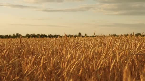 Himmel med moln över ett fält av vete. vackra öron med mogen korn gungning i vinden. mogen spannmålsskörd mot himlen. Ett stort gult fält av vete i gyllene strålar av solnedgång. — Stockvideo